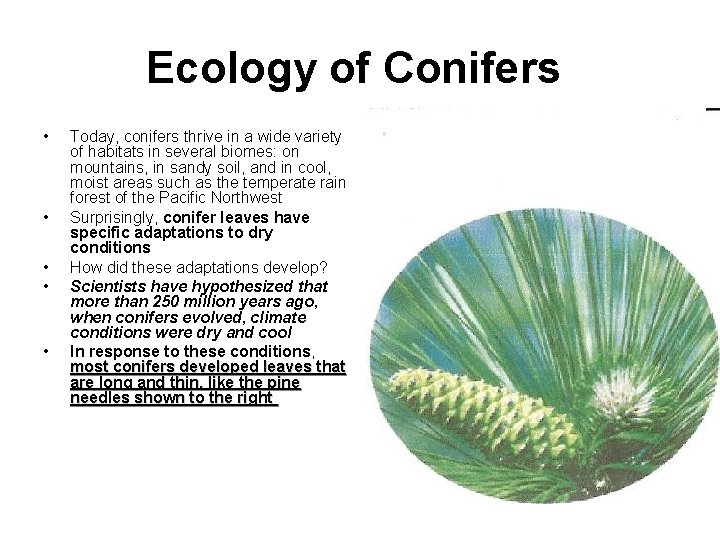 Ecology of Conifers • • • Today, conifers thrive in a wide variety of