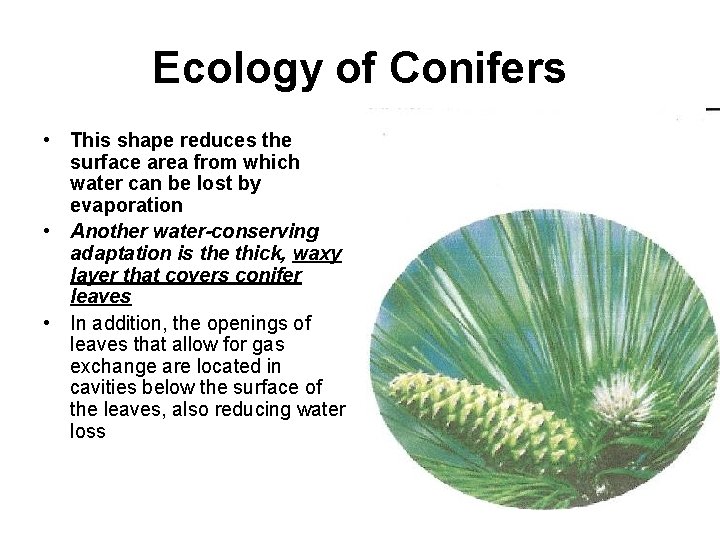 Ecology of Conifers • This shape reduces the surface area from which water can