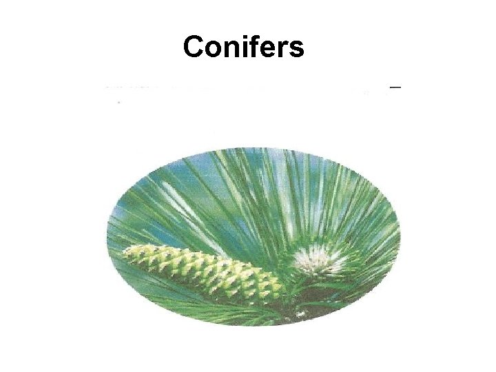 Conifers 