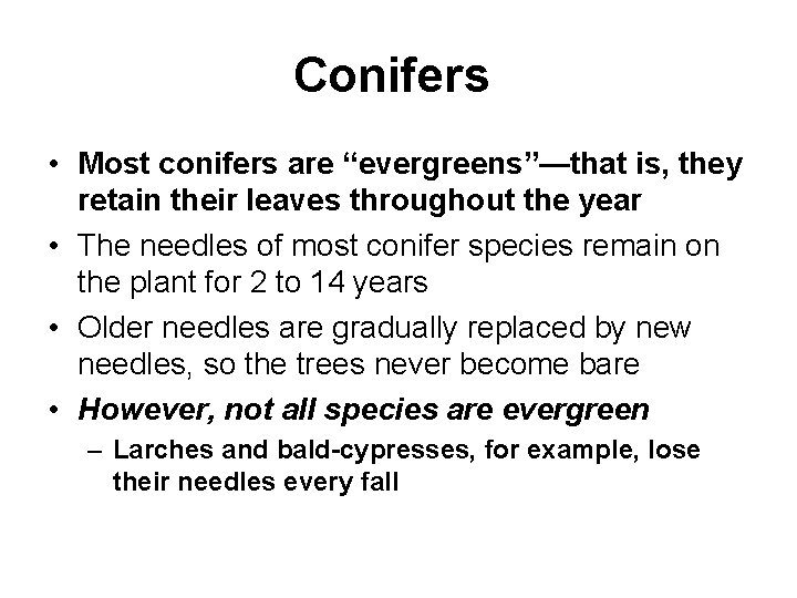 Conifers • Most conifers are “evergreens”—that is, they retain their leaves throughout the year