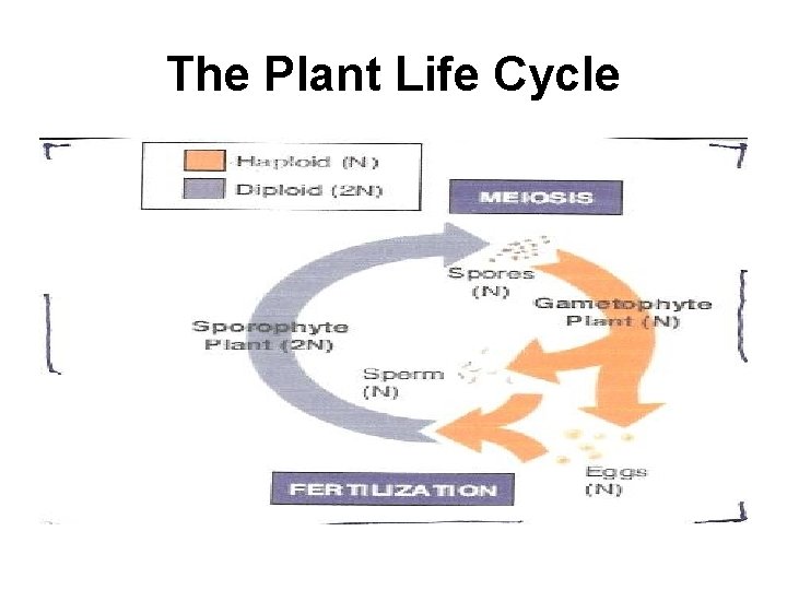 The Plant Life Cycle 