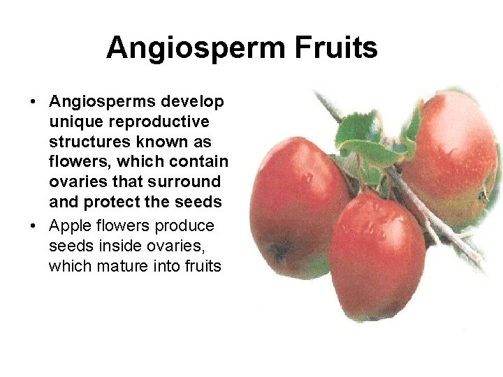 Angiosperm Fruits • Angiosperms develop unique reproductive structures known as flowers, which contain ovaries