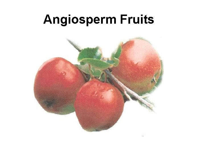 Angiosperm Fruits 