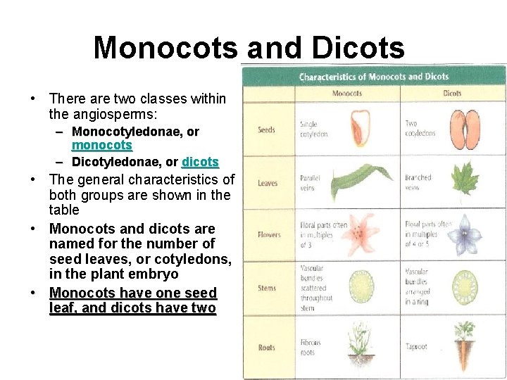 Monocots and Dicots • There are two classes within the angiosperms: – Monocotyledonae, or