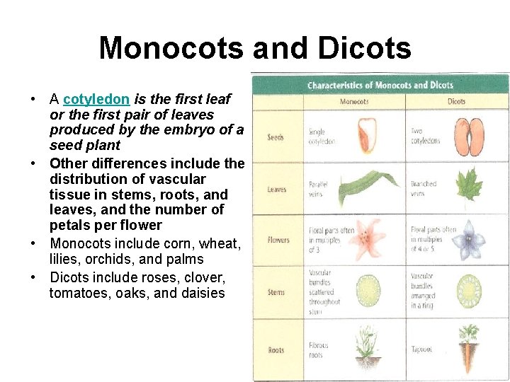 Monocots and Dicots • A cotyledon is the first leaf or the first pair