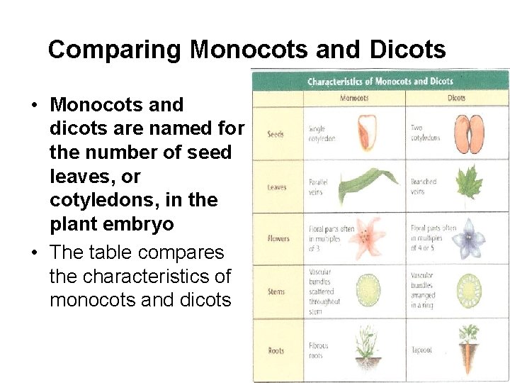 Comparing Monocots and Dicots • Monocots and dicots are named for the number of