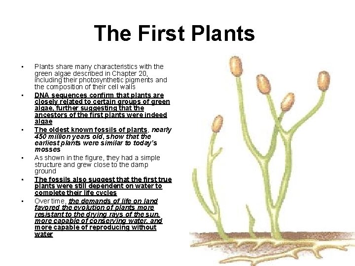 The First Plants • • • Plants share many characteristics with the green algae