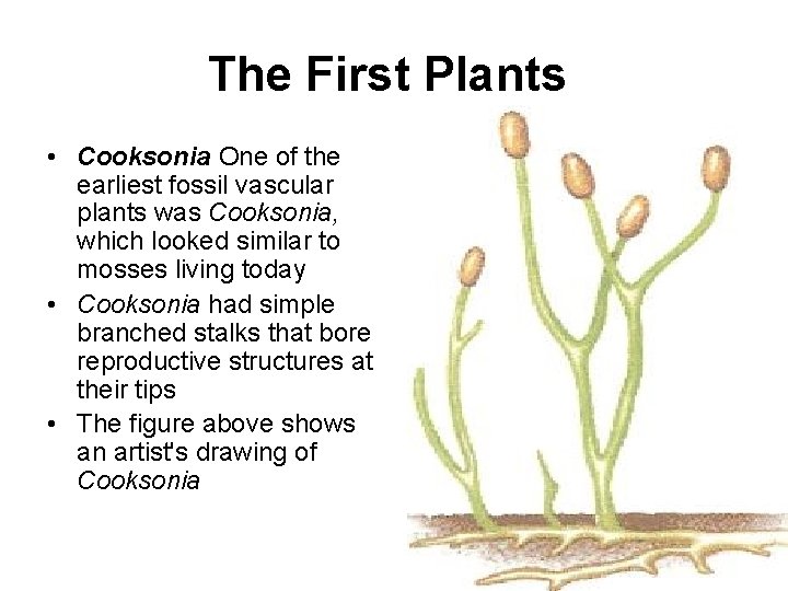 The First Plants • Cooksonia One of the earliest fossil vascular plants was Cooksonia,