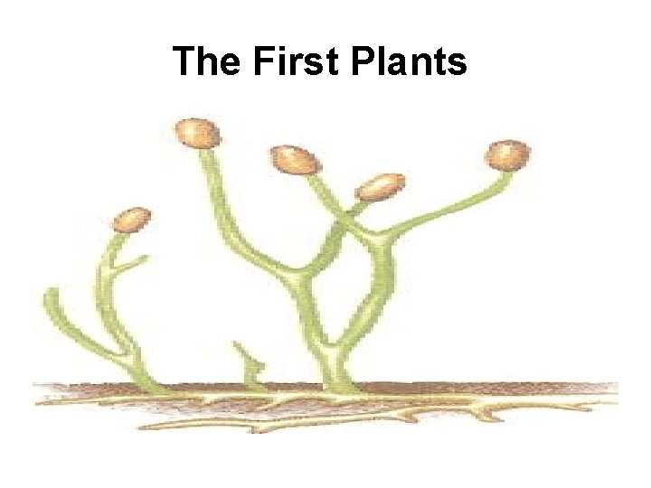 The First Plants 