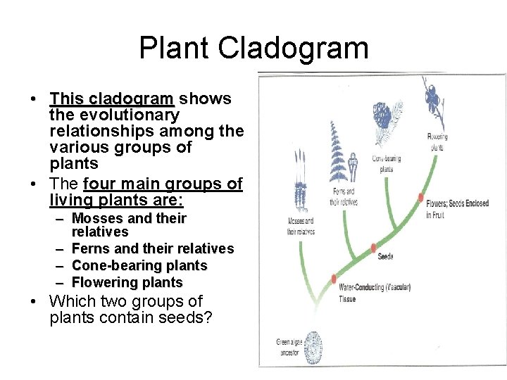 Plant Cladogram • This cladogram shows This cladogram the evolutionary relationships among the various