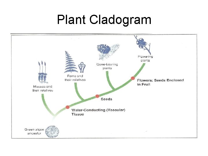 Plant Cladogram 