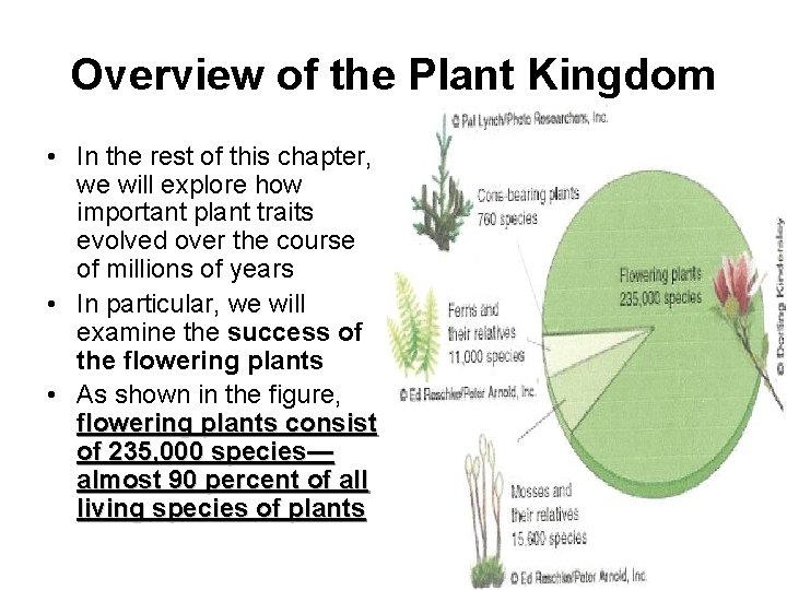 Overview of the Plant Kingdom • In the rest of this chapter, we will