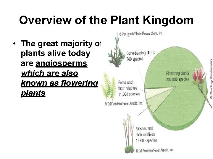 Overview of the Plant Kingdom • The great majority of plants alive today are