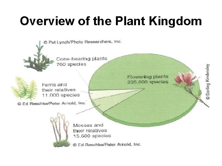 Overview of the Plant Kingdom 