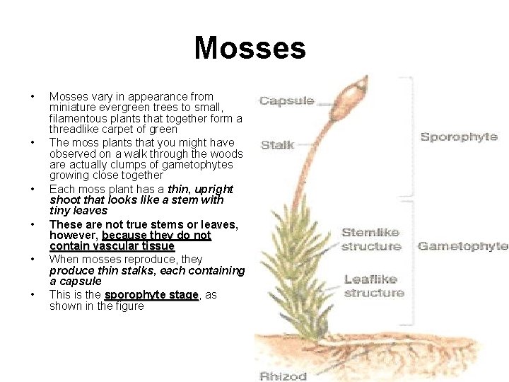Mosses • • • Mosses vary in appearance from miniature evergreen trees to small,