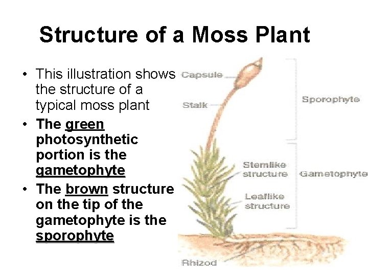 Structure of a Moss Plant • This illustration shows the structure of a typical