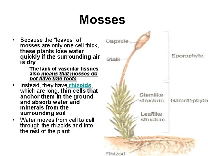Mosses • Because the “leaves” of mosses are only one cell thick, these plants