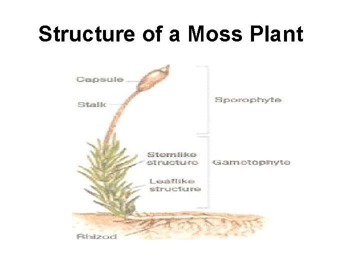 Structure of a Moss Plant 