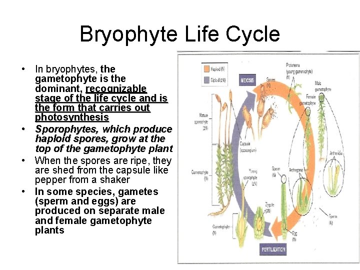 Bryophyte Life Cycle • In bryophytes, the gametophyte is the dominant, recognizable stage of