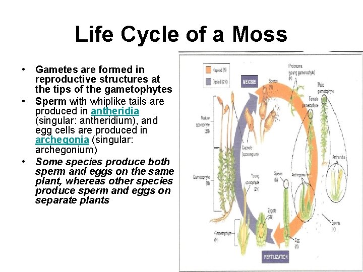 Life Cycle of a Moss • Gametes are formed in reproductive structures at the