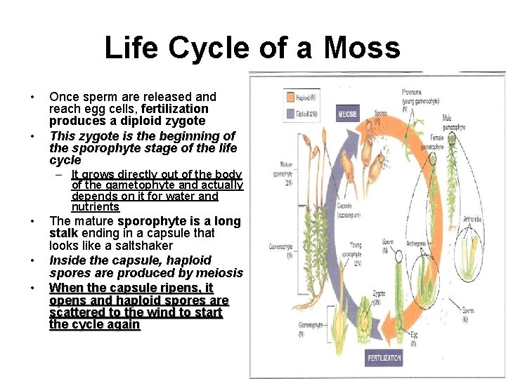 Life Cycle of a Moss • • Once sperm are released and reach egg