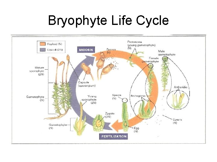 Bryophyte Life Cycle 