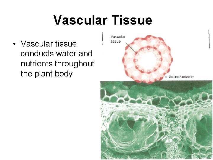 Vascular Tissue • Vascular tissue conducts water and nutrients throughout the plant body 