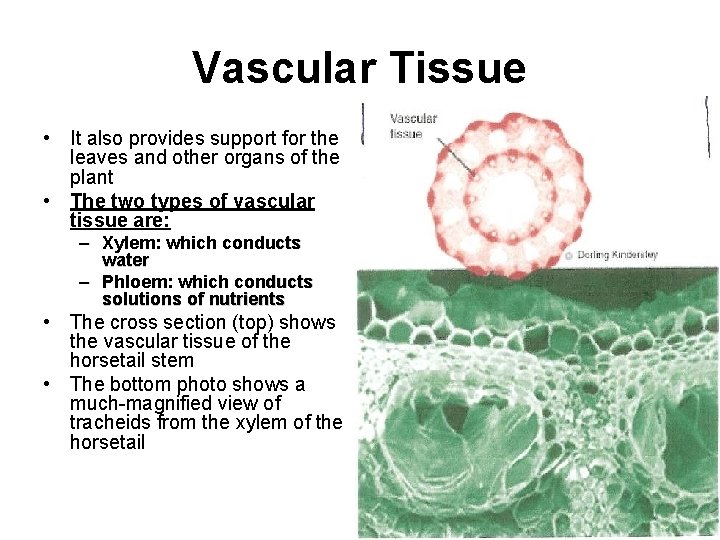 Vascular Tissue • It also provides support for the leaves and other organs of