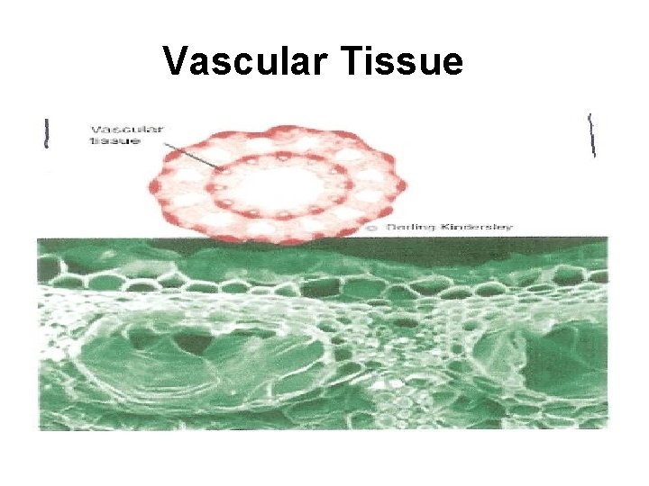 Vascular Tissue 