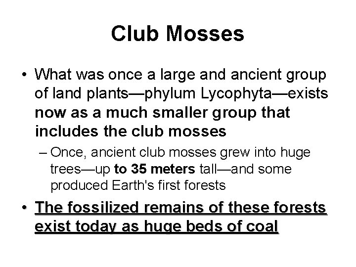 Club Mosses • What was once a large and ancient group of land plants—phylum
