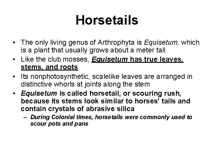 Horsetails • The only living genus of Arthrophyta is Equisetum, which is a plant