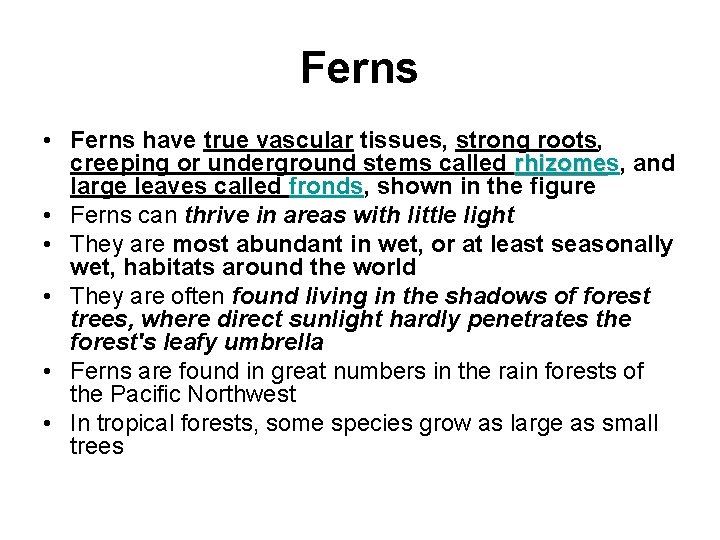 Ferns • Ferns have true vascular tissues, strong roots, creeping or underground stems called