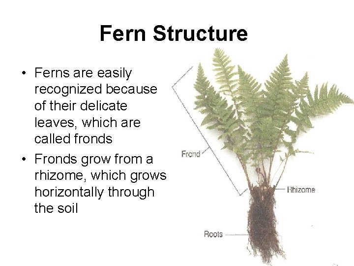 Fern Structure • Ferns are easily recognized because of their delicate leaves, which are