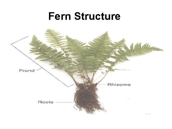 Fern Structure 