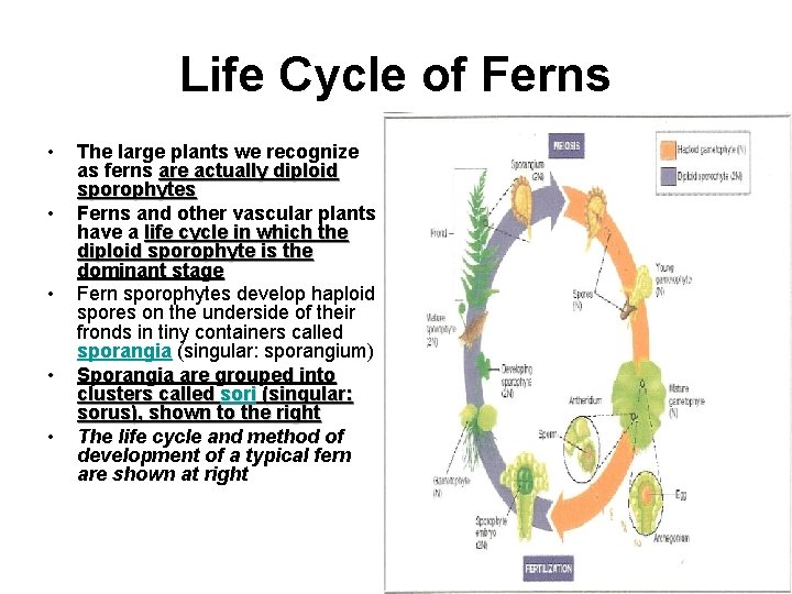 Life Cycle of Ferns • • • The large plants we recognize as ferns