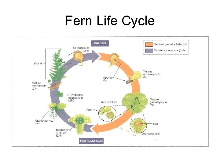 Fern Life Cycle 