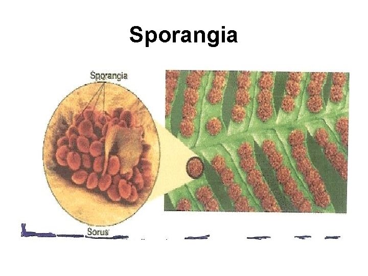 Sporangia 