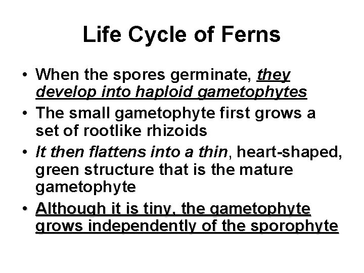 Life Cycle of Ferns • When the spores germinate, they develop into haploid gametophytes