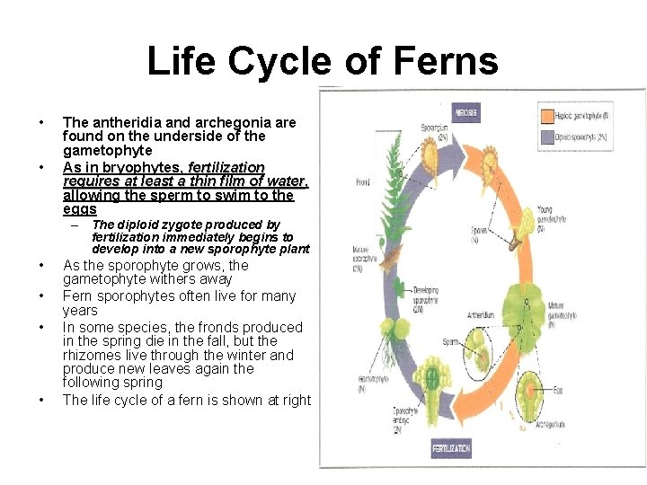 Life Cycle of Ferns • • The antheridia and archegonia are found on the