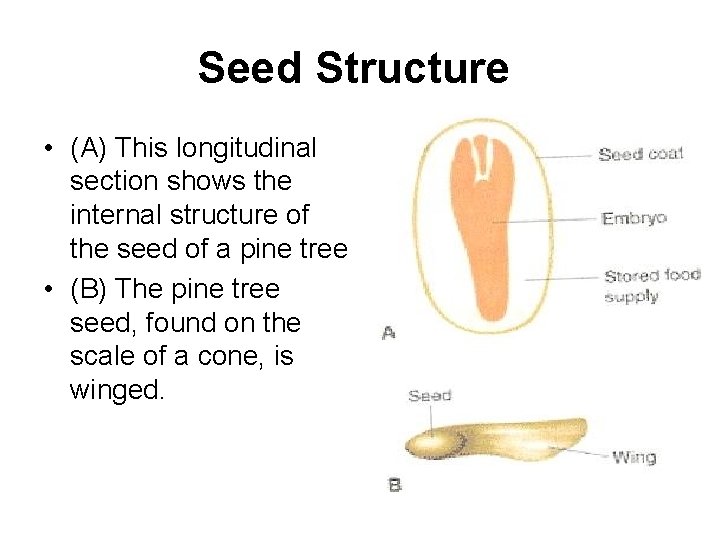 Seed Structure • (A) This longitudinal section shows the internal structure of the seed