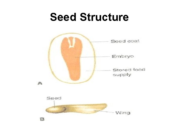 Seed Structure 