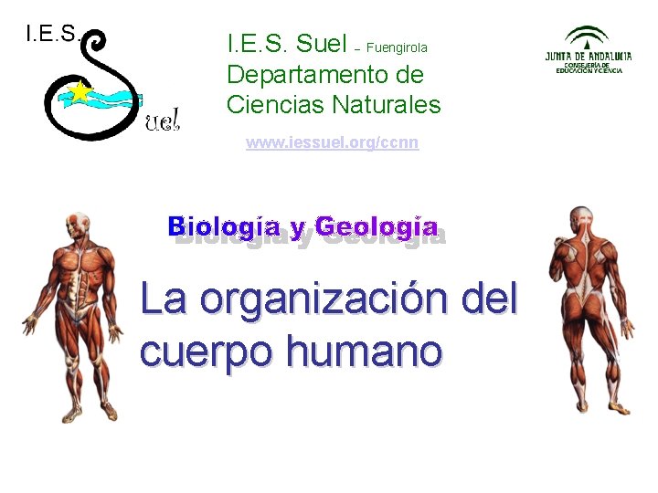 I. E. S. Suel Fuengirola Departamento de Ciencias Naturales – www. iessuel. org/ccnn La