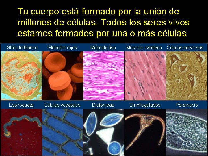 Tu cuerpo está formado por la unión de millones de células. Todos los seres