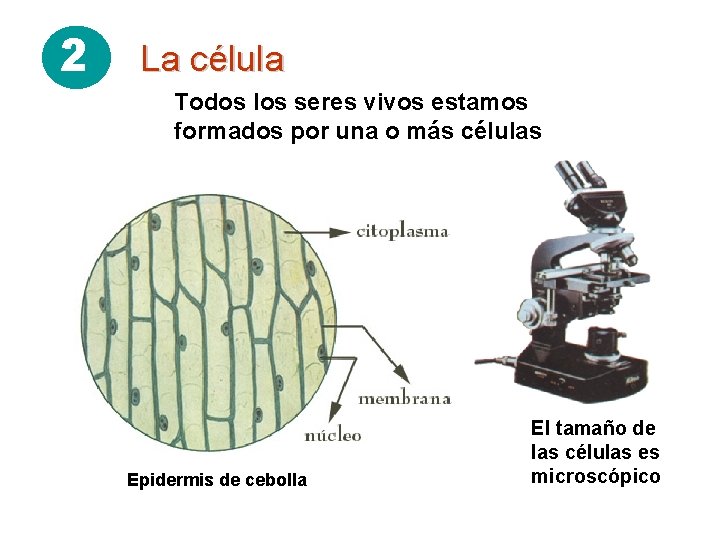 2 La célula Todos los seres vivos estamos formados por una o más células