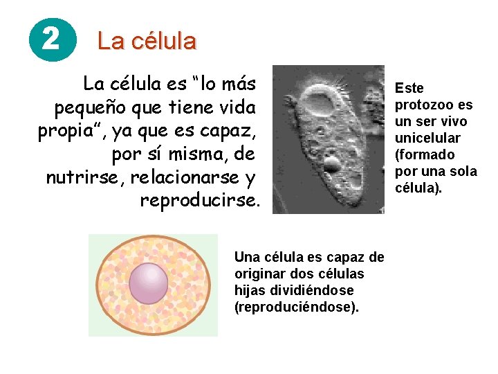 2 La célula es “lo más pequeño que tiene vida propia”, ya que es