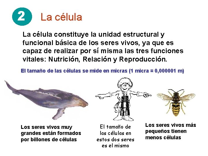 2 La célula constituye la unidad estructural y funcional básica de los seres vivos,