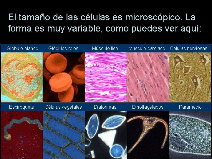 El tamaño de las células es microscópico. La forma es muy variable, como puedes