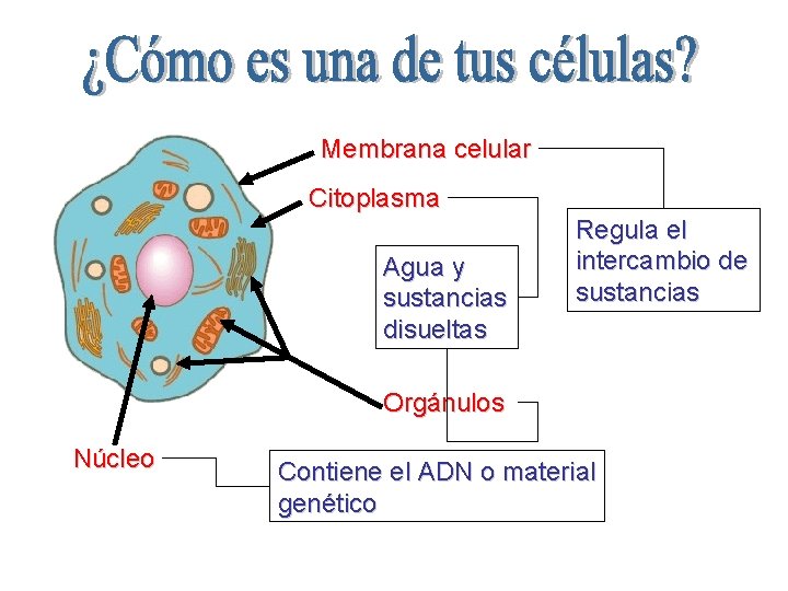 Membrana celular Citoplasma Agua y sustancias disueltas Regula el intercambio de sustancias Orgánulos Núcleo
