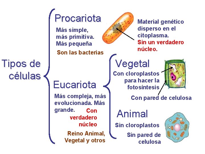 Procariota Más simple, más primitiva. Más pequeña Son las bacterias Tipos de células Material