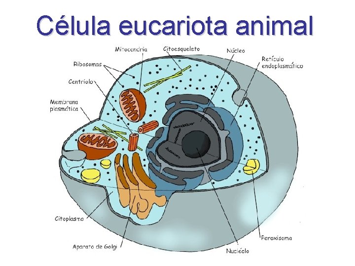 Célula eucariota animal 